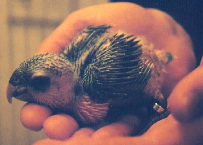 codi6weeks.jpg (19218 bytes)